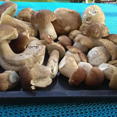 Ubytkom * Porac